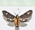  ( - MPUJ_ENT-0076636)  @11 [ ] copyright (2023) Instituto de Investigacion Alexander von Humboldt (IAvH) Unspecified