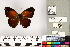  (Lohora decipiens - BMNH(E)1422422)  @11 [ ] CreativeCommons - Attribution Non-Commercial (2016) Natural History Museum London Natural History Museum London