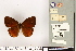  (Lohora dexamenus - BMNH(E)1498305)  @11 [ ] CreativeCommons - Attribution Non-Commercial (2016) Natural History Museum London Natural History Museum London