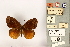  (Lohora deianirina - BMNH(E)1718586)  @11 [ ] CreativeCommons - Attribution Non-Commercial (2016) Natural History Museum London Natural History Museum London