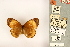  (Lohora unipupillata - BMNH(E)1718590)  @11 [ ] CreativeCommons - Attribution Non-Commercial (2016) Natural History Museum London Natural History Museum London