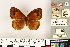  (Lohora transiens - BMNH(E)1718595)  @11 [ ] CreativeCommons - Attribution Non-Commercial (2016) Natural History Museum London Natural History Museum London