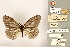  ( - NHMUK013377224)  @11 [ ] CreativeCommons - Attribution Non-Commercial (2016) Natural History Museum London Natural History Museum London