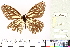  ( - NHMUK013377228)  @11 [ ] CreativeCommons - Attribution Non-Commercial (2016) Natural History Museum London Natural History Museum London
