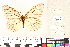  ( - NHMUK013377233)  @11 [ ] CreativeCommons - Attribution Non-Commercial (2016) Natural History Museum London Natural History Museum London