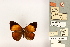  (Lohora erna - NMUK010615169)  @11 [ ] CreativeCommons - Attribution Non-Commercial (2016) Natural History Museum London Natural History Museum London
