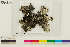  (Platismatia lacunosa - CCDB-33187-A02)  @11 [ ] CreativeCommons - Attribution Non-Commercial Share-Alike (2020) Chris Deduke Canadian Museum of Nature