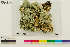  (Pseudocyphellaria - CCDB-36282-B05)  @11 [ ] CreativeCommons - Attribution Non-Commercial Share-Alike (2020) Chris Deduke Canadian Museum of Nature
