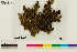  (Lobaria anthraspis - CCDB-36282-E05)  @11 [ ] CreativeCommons - Attribution Non-Commercial Share-Alike (2020) Chris Deduke Canadian Museum of Nature