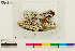  ( - CCDB-36282-H01)  @11 [ ] CreativeCommons - Attribution Non-Commercial Share-Alike (2020) Hayley Paquette Canadian Museum of Nature