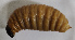  ( - NK1069)  @11 [ ] Copyright (2021) Karpun Natalia, Kirichenko Natalia Federal Research Centre the Subtropical Scientific Centre of the Russian Academy of Sciences, Sochi, Russia