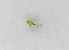  (Phyllonorycter laurocerasi - NK1074)  @11 [ ] Copyright (2021) Karpun Natalia, Kirichenko Natalia Federal Research Centre the Subtropical Scientific Centre of the Russian Academy of Sciences, Sochi, Russia