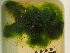  ( - AMS00124)  @11 [ ] CreativeCommons  Attribution Non-Commercial (2022) Unspecified Canadian Museum of Nature