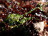  (Chaetomorpha ligustica - GHM2024051207)  @11 [ ] by-nc (2022) Unspecified Canadian Museum of Nature