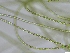  (Ulothrix implexa - JLC00092)  @11 [ ] by-nc (2022) Unspecified Canadian Museum of Nature