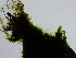  (Ulothrix speciosa - AMS00422)  @11 [ ] CreativeCommons - Attribution Non-Commercial Share-Alike (2024) Unspecified Maine Natural History Observatory