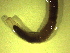  ( - CLV-IRBI-CANOP0013)  @11 [ ] Copyright (2021) Lucas Sire Institut de Recherche sur la Biologie de l Insecte