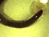  ( - CLV-IRBI-CANOP0013)  @11 [ ] Copyright (2021) Lucas Sire Institut de Recherche sur la Biologie de l Insecte
