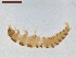  ( - LS-IRBI-CANOP0112)  @11 [ ] Copyright (2021) Lucas Sire Institut de Recherche sur la Biologie de l'Insecte