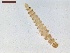  ( - LS-IRBI-CANOP0113)  @11 [ ] Copyright (2021) Lucas Sire Institut de Recherche sur la Biologie de l'Insecte