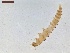  ( - LS-IRBI-CANOP0114)  @11 [ ] Copyright (2021) Lucas Sire Institut de Recherche sur la Biologie de l'Insecte