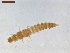  ( - LS-IRBI-CANOP0115)  @11 [ ] Copyright (2021) Lucas Sire Institut de Recherche sur la Biologie de l'Insecte