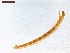  ( - LS-IRBI-CANOP0150)  @11 [ ] Copyright (2021) Lucas Sire Institut de Recherche sur la Biologie de l'Insecte