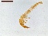  ( - LS-IRBI-CANOP0209)  @11 [ ] Copyright (2021) Lucas Sire Institut de Recherche sur la Biologie de l'Insecte