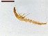  ( - LS-IRBI-CANOP0249)  @11 [ ] Copyright (2021) Lucas Sire Institut de Recherche sur la Biologie de l'Insecte