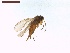 ( - LS-IRBI-CANOP0269)  @11 [ ] Copyright (2021) Lucas Sire Institut de Recherche sur la Biologie de l'Insecte