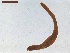  ( - LS-IRBI-CANOP0350)  @11 [ ] Copyright (2021) Lucas Sire Institut de Recherche sur la Biologie de l'Insecte