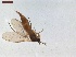  ( - LS-IRBI-CANOP0400)  @11 [ ] Copyright (2021) Lucas Sire Institut de Recherche sur la Biologie de l Insecte