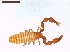  ( - LS-IRBI-CANOP0457)  @11 [ ] Copyright (2021) Lucas Sire Institut de Recherche sur la Biologie de l Insecte