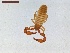  ( - LS-IRBI-CANOP0490)  @11 [ ] Copyright (2021) Lucas Sire Institut de Recherche sur la Biologie de l Insecte