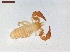  ( - LS-IRBI-CANOP0492)  @11 [ ] Copyright (2021) Lucas Sire Institut de Recherche sur la Biologie de l Insecte