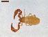 ( - LS-IRBI-CANOP0499)  @11 [ ] Copyright (2021) Lucas Sire Institut de Recherche sur la Biologie de l Insecte