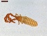  ( - LS-IRBI-CANOP0512)  @11 [ ] Copyright (2021) Lucas Sire Institut de Recherche sur la Biologie de l Insecte