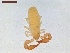  ( - LS-IRBI-CANOP0531)  @11 [ ] Copyright (2021) Lucas Sire Institut de Recherche sur la Biologie de l Insecte