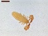  ( - LS-IRBI-CANOP0540)  @11 [ ] Copyright (2021) Lucas Sire Institut de Recherche sur la Biologie de l Insecte