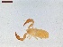  ( - LS-IRBI-CANOP0548)  @11 [ ] Copyright (2021) Lucas Sire Institut de Recherche sur la Biologie de l Insecte