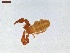  ( - LS-IRBI-CANOP0550)  @11 [ ] Copyright (2021) Lucas Sire Institut de Recherche sur la Biologie de l Insecte