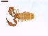  ( - LS-IRBI-CANOP0567)  @11 [ ] Copyright (2021) Lucas Sire Institut de Recherche sur la Biologie de l Insecte