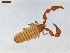  ( - LS-IRBI-CANOP0577)  @11 [ ] Copyright (2021) Lucas Sire Institut de Recherche sur la Biologie de l Insecte