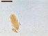  ( - LS-IRBI-CANOP0578)  @11 [ ] Copyright (2021) Lucas Sire Institut de Recherche sur la Biologie de l Insecte