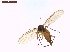  ( - LS-IRBI-CANOP0671)  @11 [ ] Copyright (2021) Lucas Sire Institut de Recherche sur la Biologie de l Insecte
