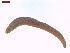  ( - LS-IRBI-CANOP0721)  @11 [ ] Copyright (2021) Lucas Sire Institut de Recherche sur la Biologie de l Insecte