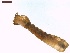  ( - LS-IRBI-CANOP0730)  @11 [ ] Copyright (2021) Lucas Sire Institut de Recherche sur la Biologie de l Insecte