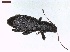  ( - LS-IRBI-CANOP0790)  @11 [ ] Copyright (2021) Lucas Sire Institut de Recherche sur la Biologie de l Insecte