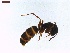  ( - LS-IRBI-CANOP0793)  @12 [ ] Copyright (2021) Lucas Sire Institut de Recherche sur la Biologie de l Insecte