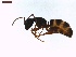  ( - LS-IRBI-CANOP0798)  @12 [ ] Copyright (2021) Lucas Sire Institut de Recherche sur la Biologie de l Insecte